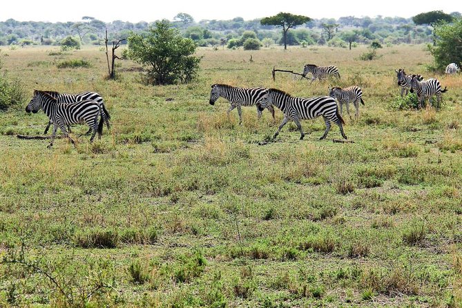 4 Days Join Group tour Tarangire Serengeti and Ngorongoro crater - Day two: the long road to the Serengeti