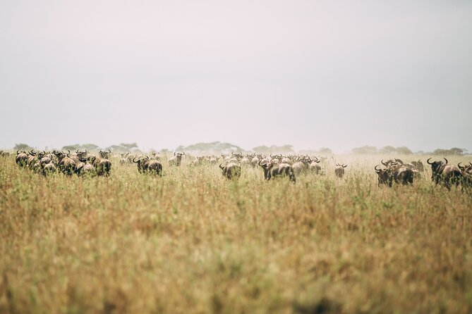 4 Days Lodge Safari in Lake Manyara, Serengeti & Ngorongoro Crater - What the price includes, and where you may spend more