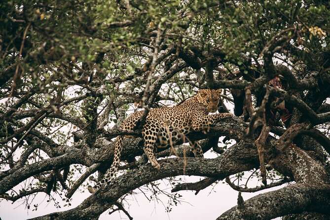 4 Days Lodge Safari in Lake Manyara, Serengeti & Ngorongoro Crater - Guides, vehicles, and the human side of the trip