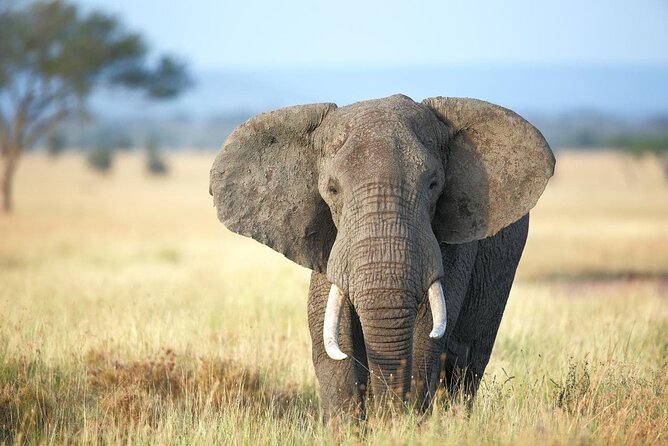 4 Days lodge safari Tarangire , Ngorongoro crater & Walking - Practical details before you reserve