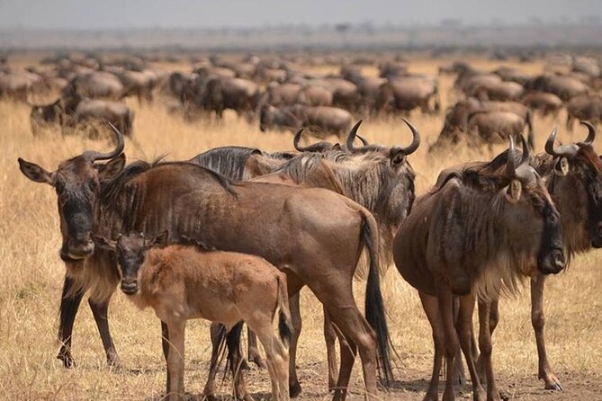4 Days Lodges Serengeti, Ngorongoro Crater & Visiting Maasai - Day 3 is the safari’s main event