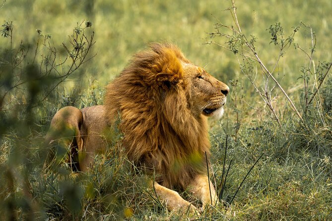 4 Days Lodges Serengeti, Ngorongoro Crater & Visiting Maasai - How the small group changes the experience