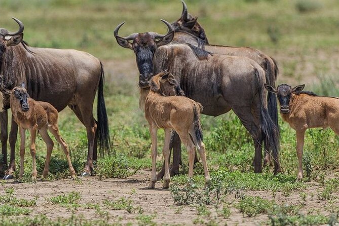 4 Days Lodges Serengeti, Ngorongoro Crater & Visiting Maasai - Who should choose this four-day safari?
