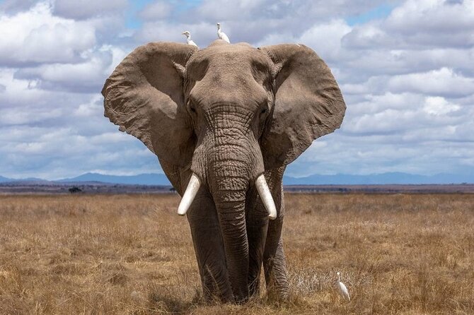 4 Days Lodges Serengeti, Ngorongoro Crater & Visiting Maasai - The final morning keeps the Serengeti in view