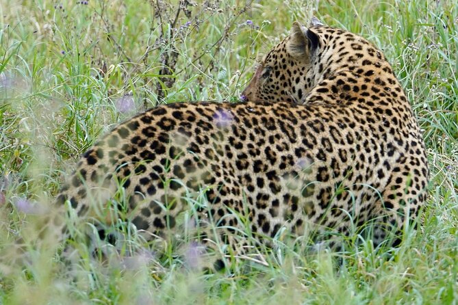 4 Days Private Tour Tarangire Crater and Serengeti - Three parks, four days, and a lot of ground to cover