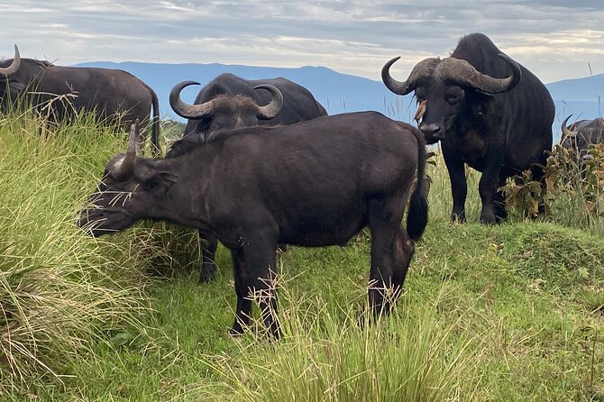 4 Days Private Tour Tarangire Crater and Serengeti - Day three: the main Serengeti wildlife day