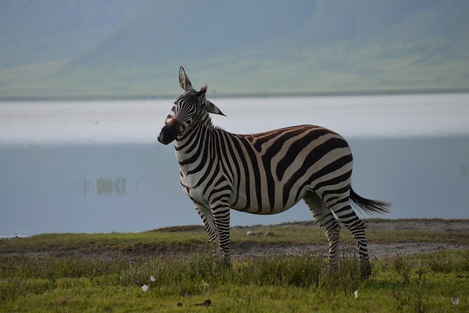 4 Days Tanzania Private safari to Serengeti ,ngorongoro crater and Tarangire - Day one: elephants and baobabs in Tarangire