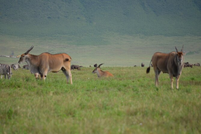 4 Days Tanzania Private safari to Serengeti ,ngorongoro crater and Tarangire - Day three: a cold Serengeti sunrise