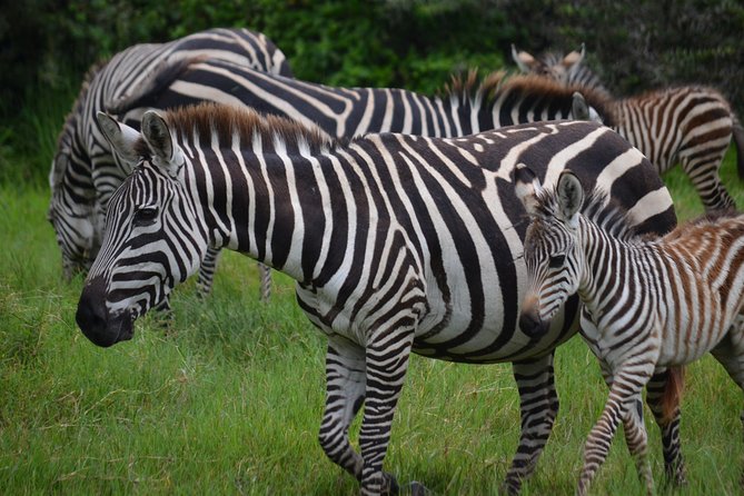 4 Days Tanzania Private safari to Serengeti ,ngorongoro crater and Tarangire - Day four: descending into Ngorongoro Crater