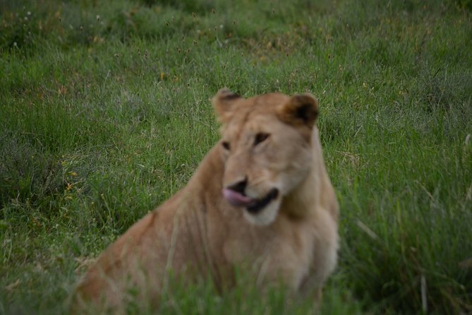 4 Days Tanzania Private safari to Serengeti ,ngorongoro crater and Tarangire - What the private setup adds