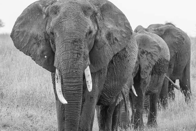 4 Days Tanzania Safari Tarangire, Serengeti and Ngorongoro Crater - Day four: five to six hours inside Ngorongoro Crater