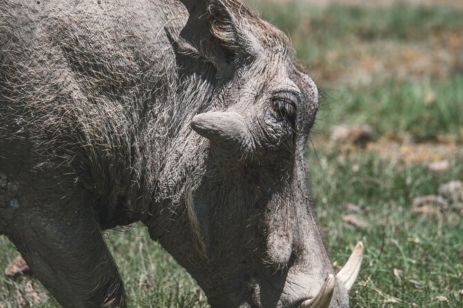 4 Days Tarangire, Serengeti and Ngorongoro Crater Camping Safari - Why this route works so well in only four days