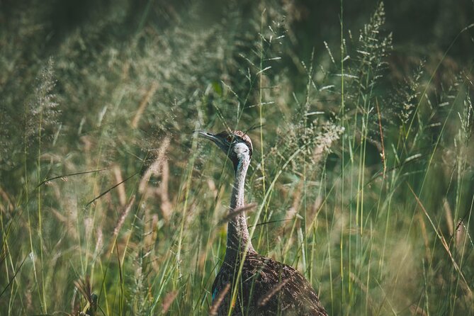 4 Days Tarangire, Serengeti and Ngorongoro Crater Camping Safari - Day 2: the long road to the Serengeti