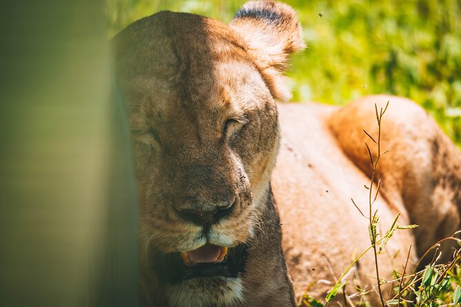 4 Days Tarangire, Serengeti and Ngorongoro Crater Camping Safari - What the $1,100 price covers