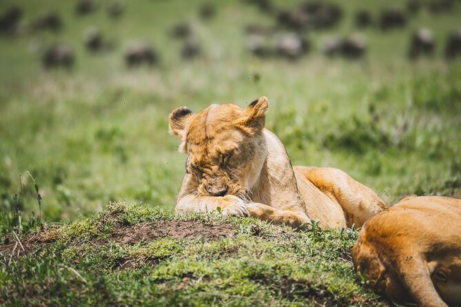 4 Days Tarangire, Serengeti and Ngorongoro Crater Camping Safari - Camping, meals, and comfort questions to ask