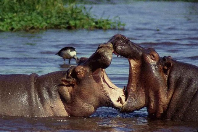 4 Days Tarangire Serengeti Ngorongoro Crater - Day four: Wildlife below the Ngorongoro rim