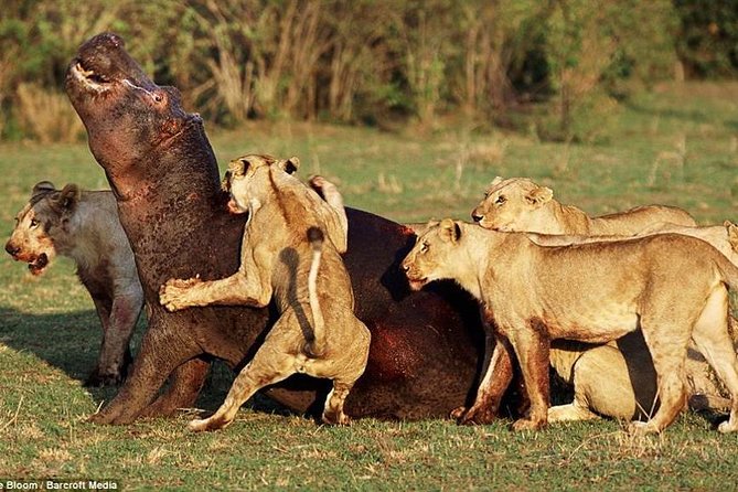 4 Days Tarangire Serengeti Ngorongoro Crater - The people who shape the safari