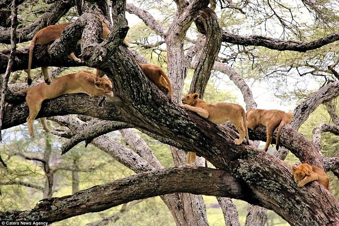 4 Days Tarangire Serengeti Ngorongoro Crater - What the $900 price really covers