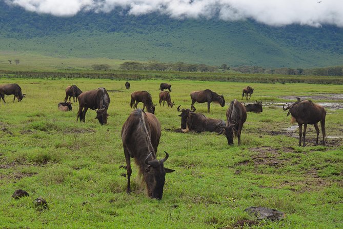 4 Days Tarangire ,Serengeti &Ngorongoro crater group Tour - Three northern Tanzania parks in one compact trip