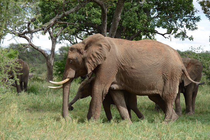 4 Days Tarangire ,Serengeti &Ngorongoro crater group Tour - Who will enjoy this safari most