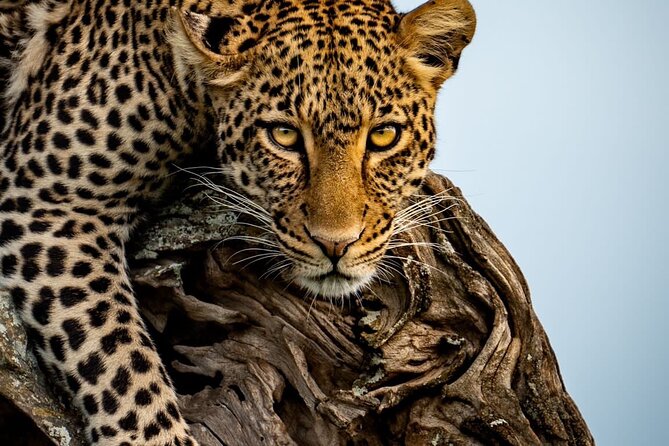 4 Days Tarangire, Serengeti & Ngorongoro Crater Joining Group - What the $1,030 price really covers