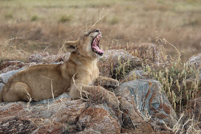 5-Day Highlights mid-Range Crater, Serengeti, Tarangire - Day 4: A long Serengeti game drive