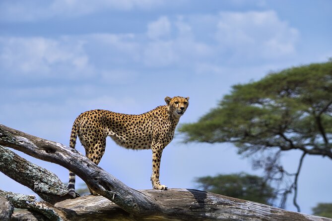 5-Day Highlights mid-Range Crater, Serengeti, Tarangire - Day 5: Lake Manyara’s birds, woodland, and cliffs