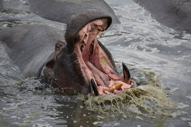 5-Day Highlights mid-Range Crater, Serengeti, Tarangire - What $2,327 buys you