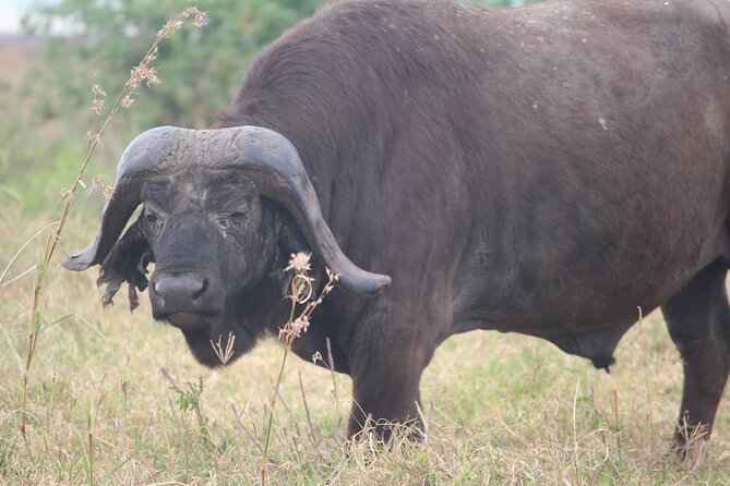 5-Day Highlights mid-Range Crater, Serengeti, Tarangire - The comfort level and what to pack