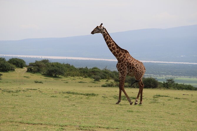 5-Day Highlights mid-Range Crater, Serengeti, Tarangire - Why the guide can make or break the trip