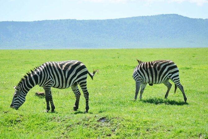 5-Day Ngorongoro Crater and Lake Manyara Safari from Arusha - Day 3: Sunrise wildlife and the return toward Ngorongoro