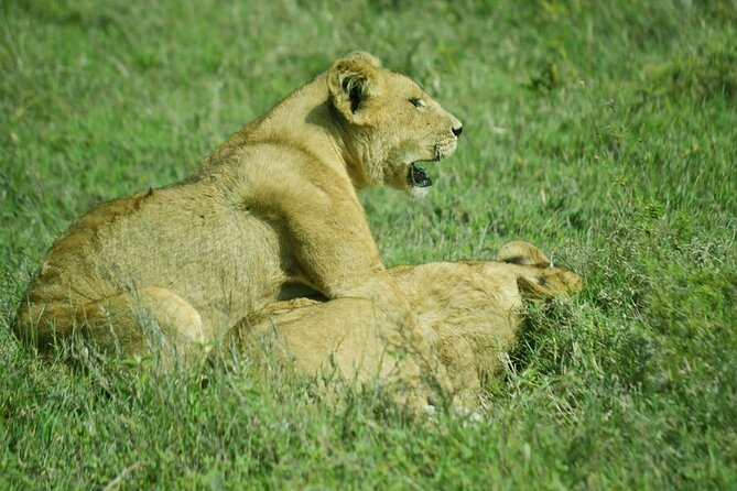 5-Day Ngorongoro Crater and Lake Manyara Safari from Arusha - Day 5: Lake Manyara’s forest and alkaline lake