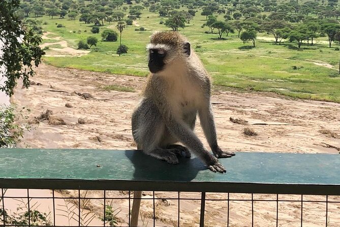 5-Day Ngorongoro Crater and Lake Manyara Safari from Arusha - Camping, lodges and meals