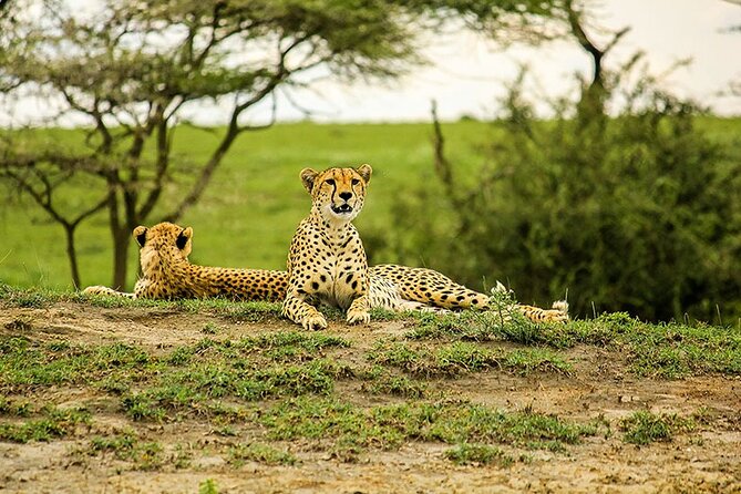 5-Day Ngorongoro Crater and Lake Manyara Safari from Arusha - The guide and vehicle can shape the whole experience