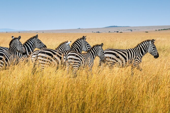 5-Day Ngorongoro Crater and Lake Manyara Safari from Arusha - Day 2: A long road to the Serengeti