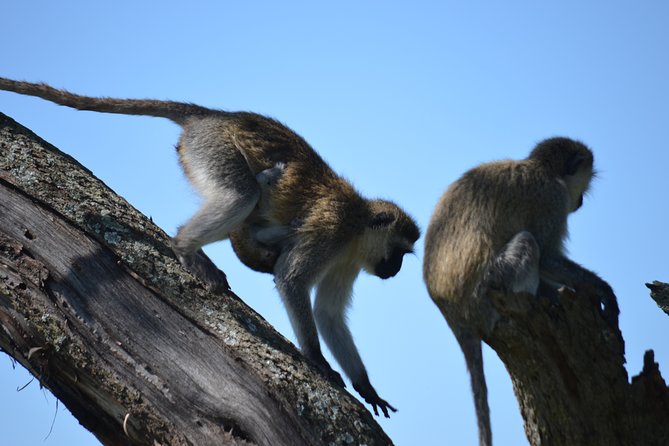 5 Day Private Lodge & Camping Tour of Tarangire, Serengeti & Ngorongoro Crater - Why this five-day route works