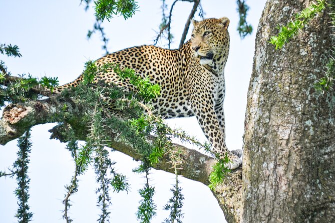 5 Day Private Lodge & Camping Tour of Tarangire, Serengeti & Ngorongoro Crater - Day 3: Sunrise predators on the Serengeti plains