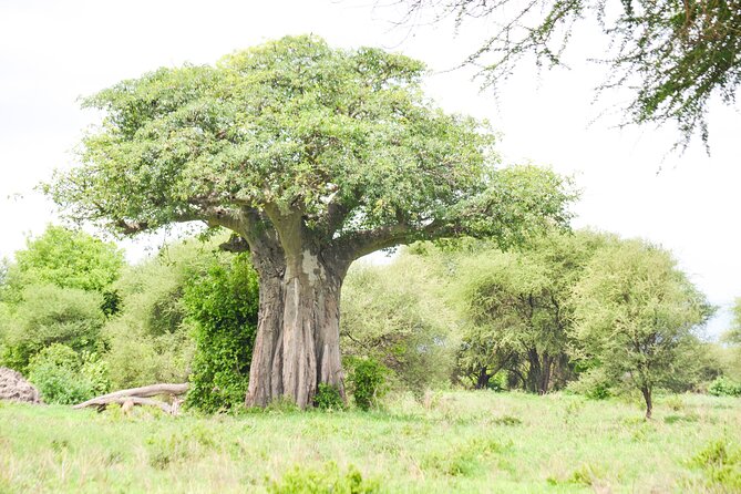 5 Day Private Lodge & Camping Tour of Tarangire, Serengeti & Ngorongoro Crater - Day 5: Full-day wildlife viewing in Ngorongoro Crater