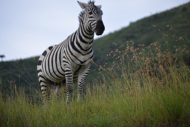 5 Day Private Lodge & Camping Tour of Tarangire, Serengeti & Ngorongoro Crater - Day 2: Crossing the Ngorongoro highlands to Serengeti