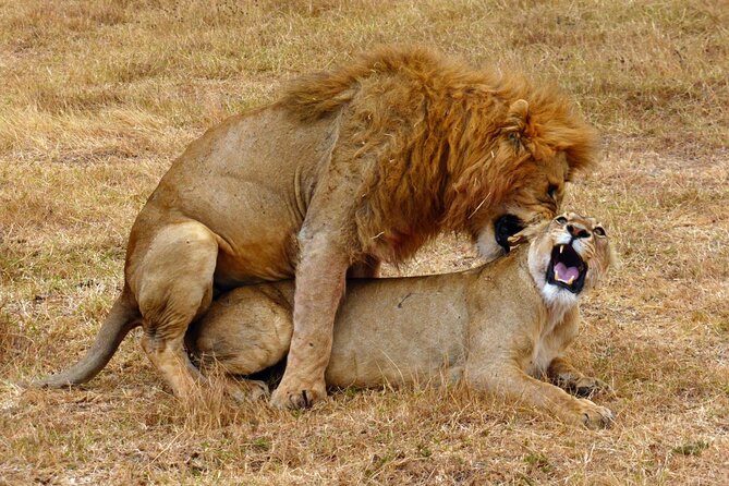 5 day safari Tarangire Serengeti and Ngorongoro crater - Three famous parks in five demanding days
