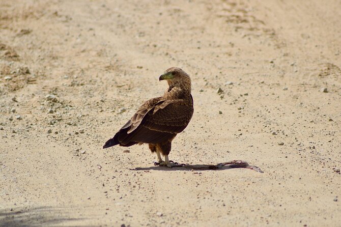5 day safari Tarangire Serengeti and Ngorongoro crater - Day 3: A full Serengeti game drive