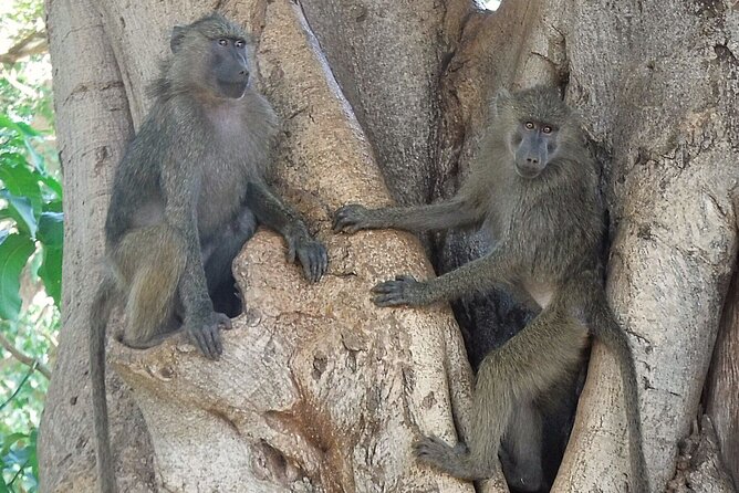 5 day safari Tarangire Serengeti and Ngorongoro crater - What the $2,211.29 price really covers