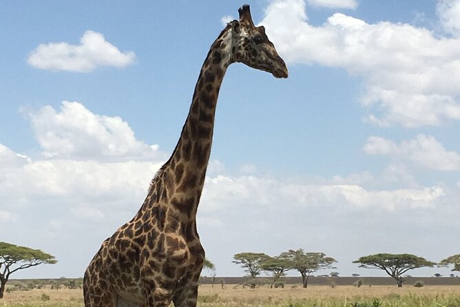 5 day safari Tarangire Serengeti and Ngorongoro crater - Day 2: Across the highlands into the Serengeti