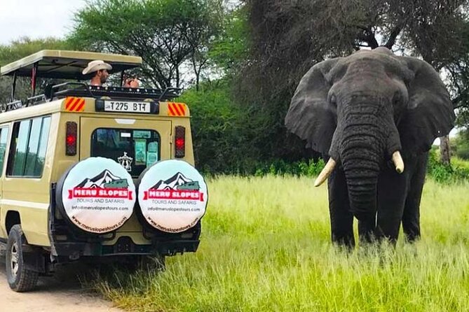 5 Days Camping Tarangire, Serengeti & Ngorongoro crater & Visiting Maasai - Day 3: A full day in the Seronera area
