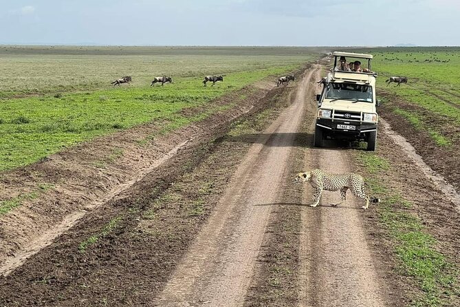 5-Days Lake Manyara, Serengeti, Ngorongoro Crater and Tarangire - Day 5: Tarangire’s baobabs and elephants