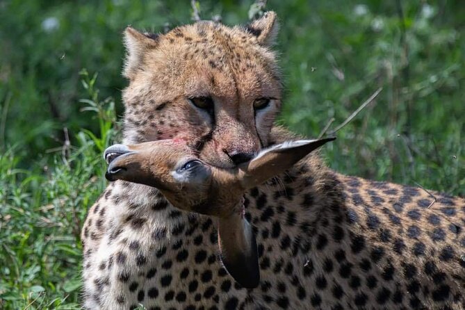 5-Days Lake Manyara, Serengeti, Ngorongoro Crater and Tarangire - Day 1: Lake Manyara’s forest and flamingo country