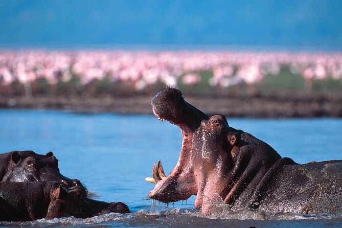 5-Days Private Safari Tour in Trangire, Serengeti, and Ngorongoro Crater - Food, transport, and what to pack