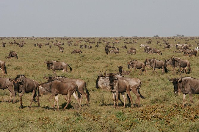 5 Days Tanzania Safari- Tarangire Np, Serengeti Np and Ngorongoro Crater - Day 1: Arriving in Arusha at 1,400 meters
