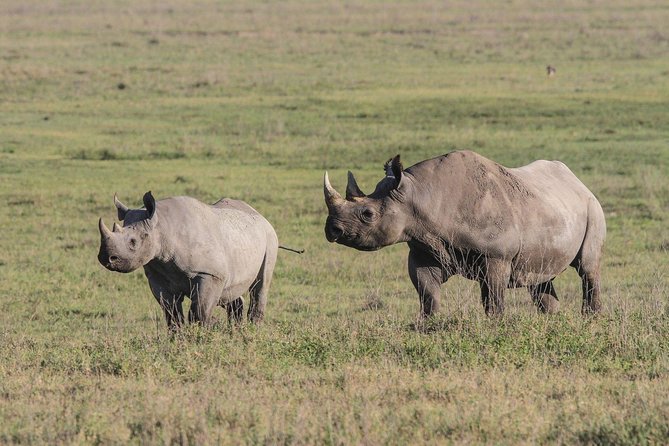 5 Days Tanzania Safari- Tarangire Np, Serengeti Np and Ngorongoro Crater - Day 5: Ngorongoro Crater and the route home