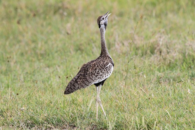5 Days Tanzania Safari- Tarangire Np, Serengeti Np and Ngorongoro Crater - Accommodation, meals, and group size